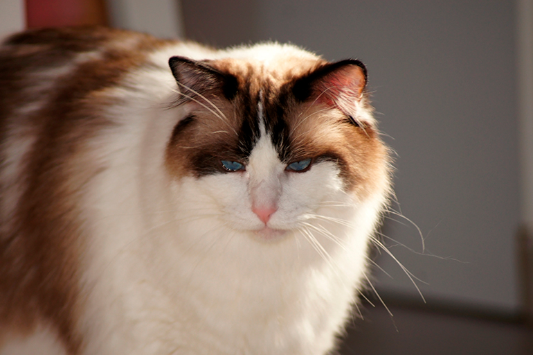 gato de raza Ragdoll en casa gato de raza Ragdoll en casa