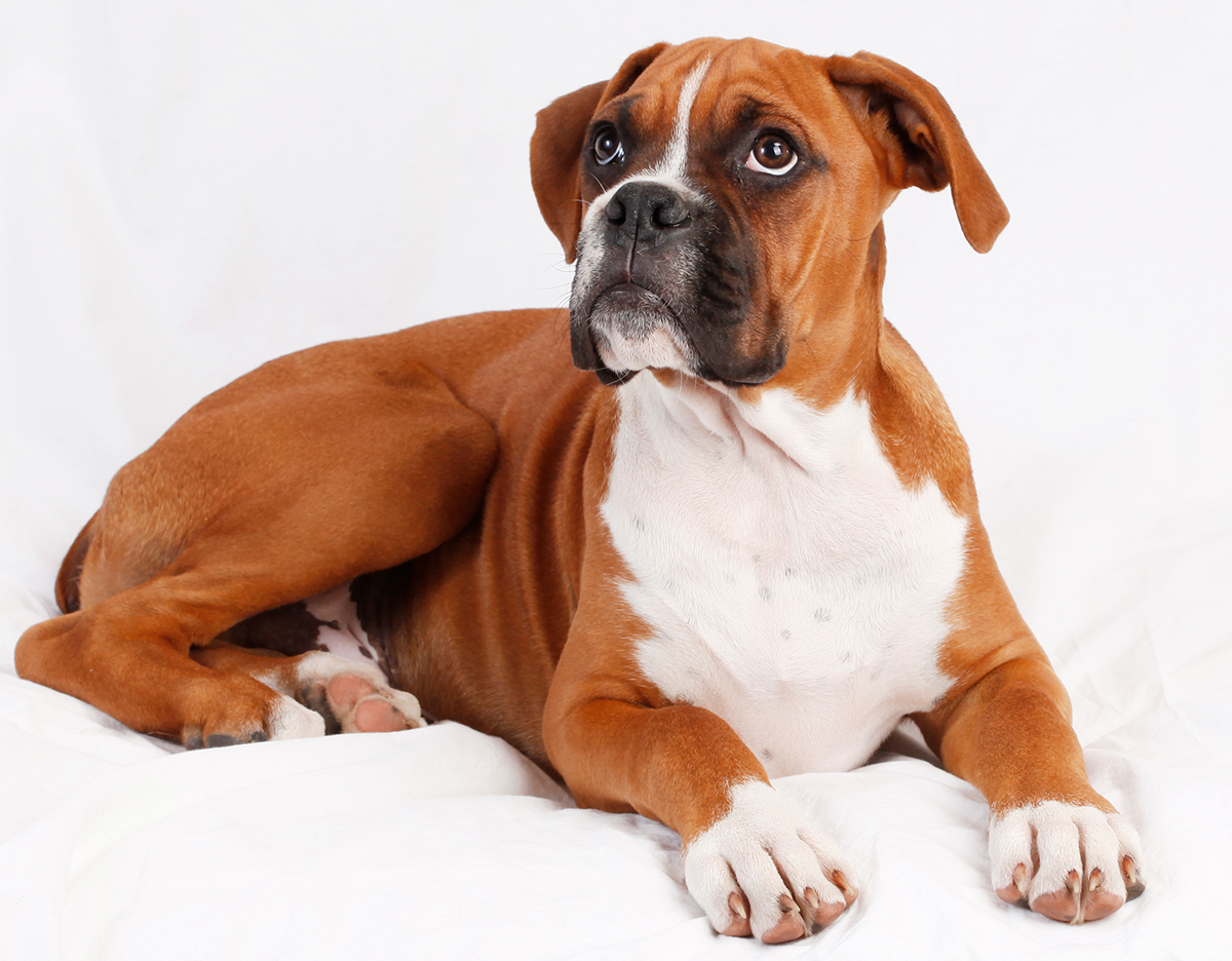 perro de raza boxer perro de raza boxer