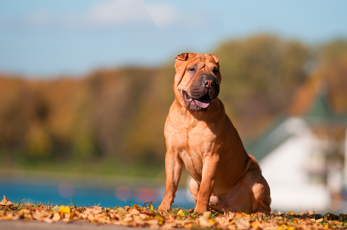 Perro de raza Shar Pei