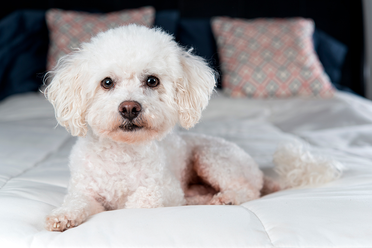 bichon frise bichon frise