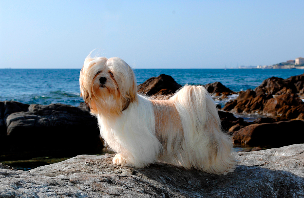 lhasa apso lhasa apso