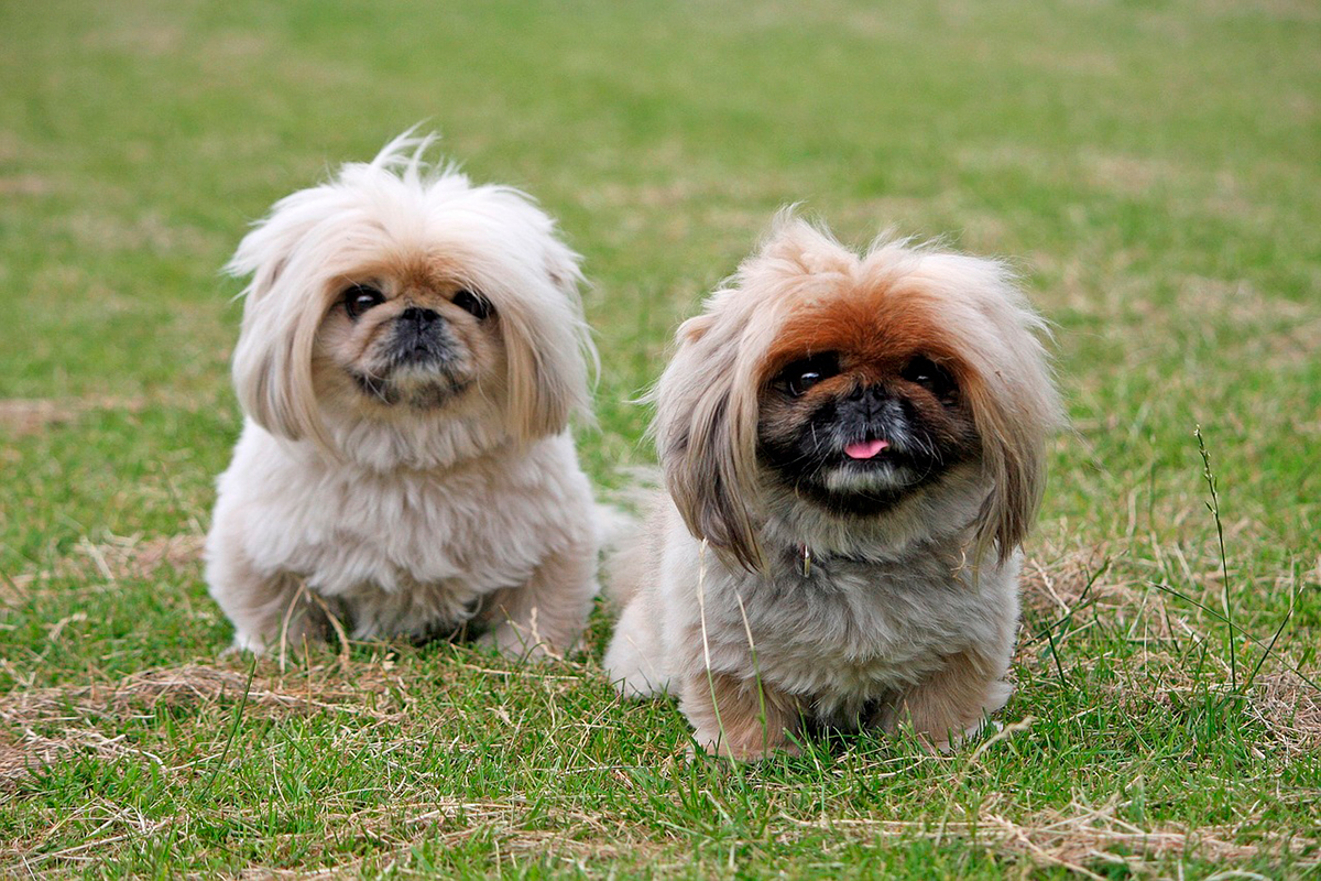 perro pekines perro pekines