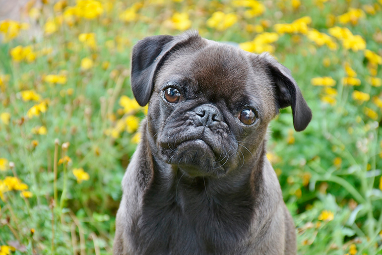 perro pug de color negro perro pug de color negro