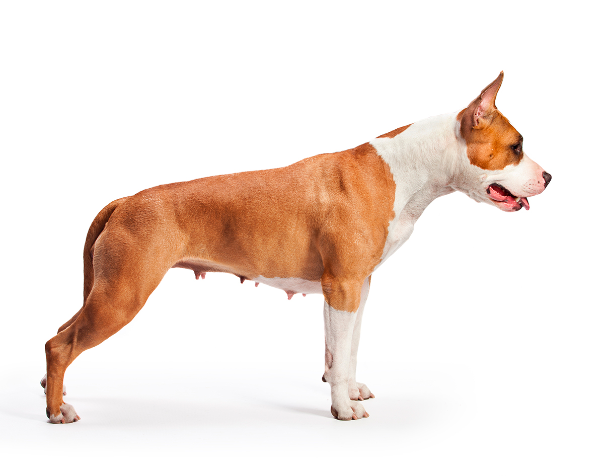 American Staffordshire Terrier