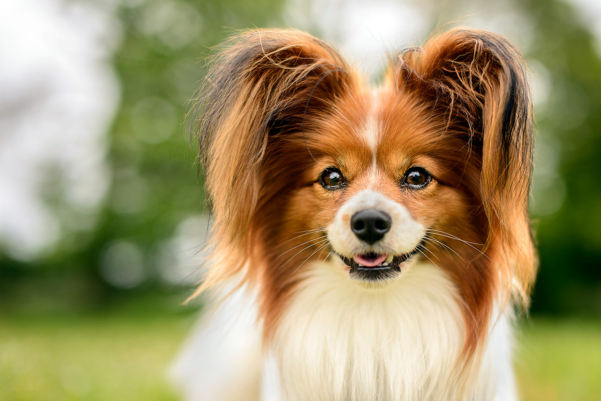 Papillon marron y blanco Papillon marron y blanco