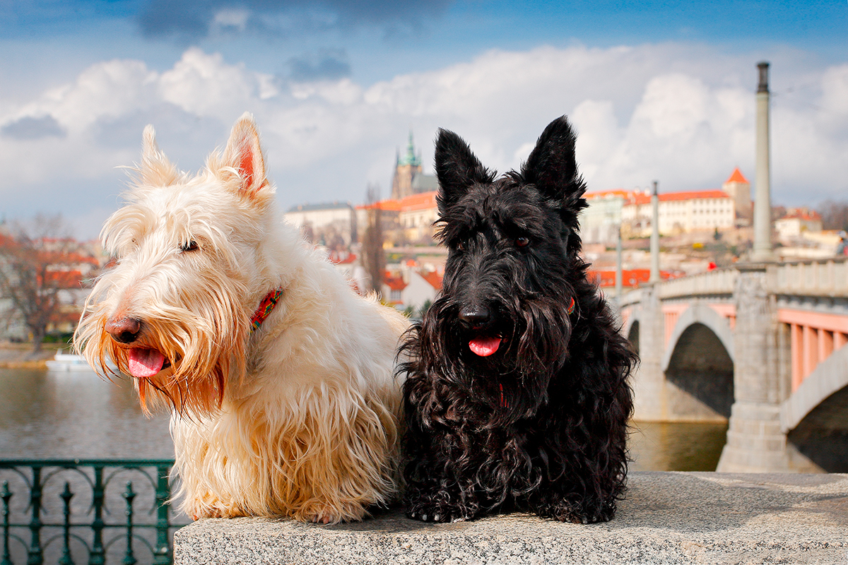 terrier checo