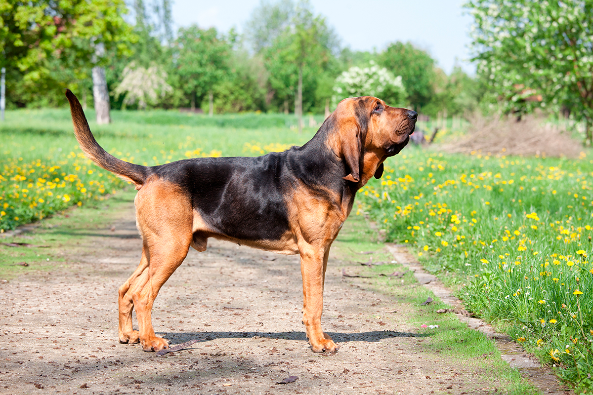 Basset hound ladrando en el jardin