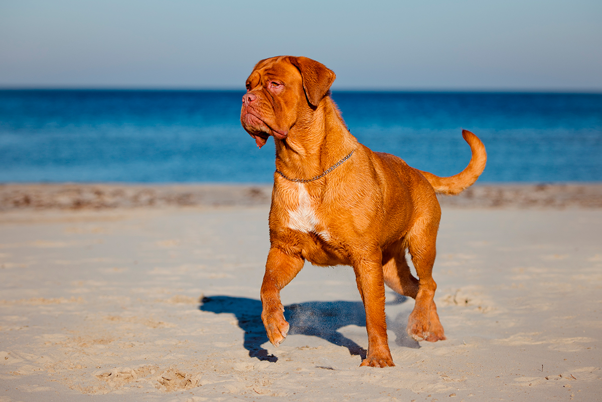 dogo de burdeos en la playa dogo de burdeos en la playa