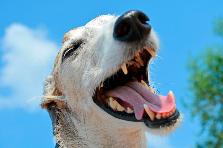 galgo jadeando