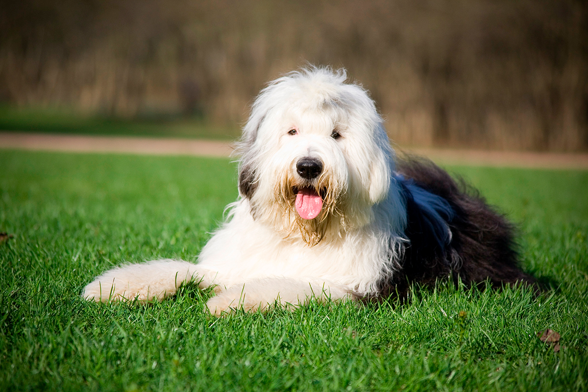 perro bobtail tumbado sobre la hierba perro bobtail tumbado sobre la hierba