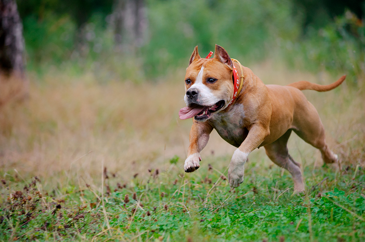 perro ppp corriendo