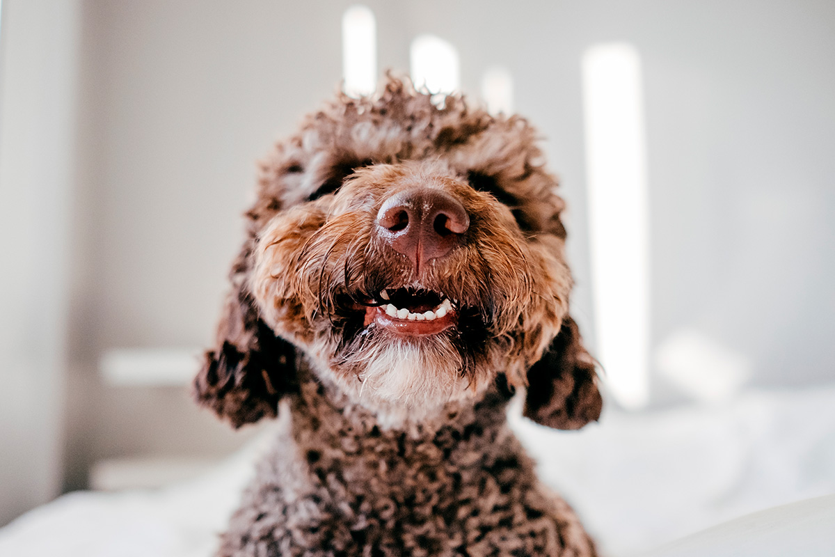 selfie de perro de agua espanol