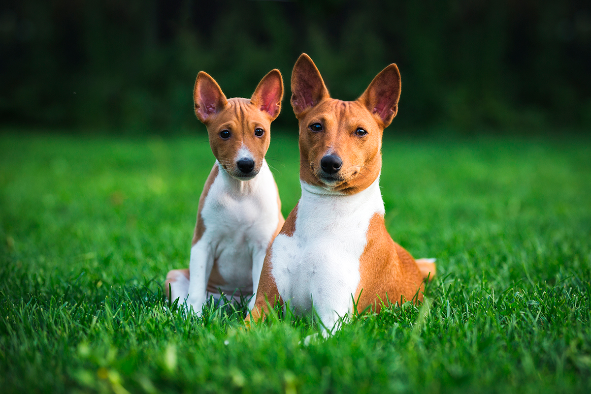 Basenji Basenji