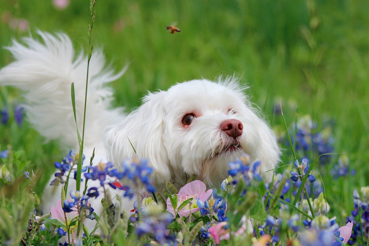maltipoo