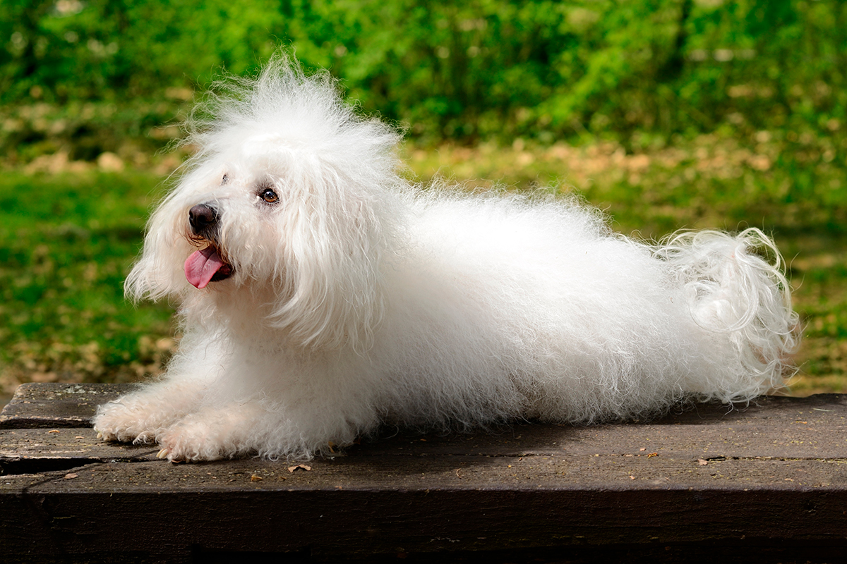 perro de raza Bichon Bolones
