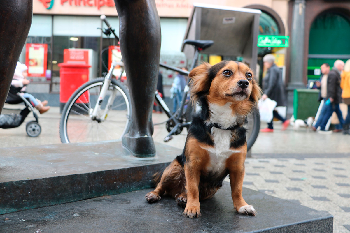 perro en una ciudad