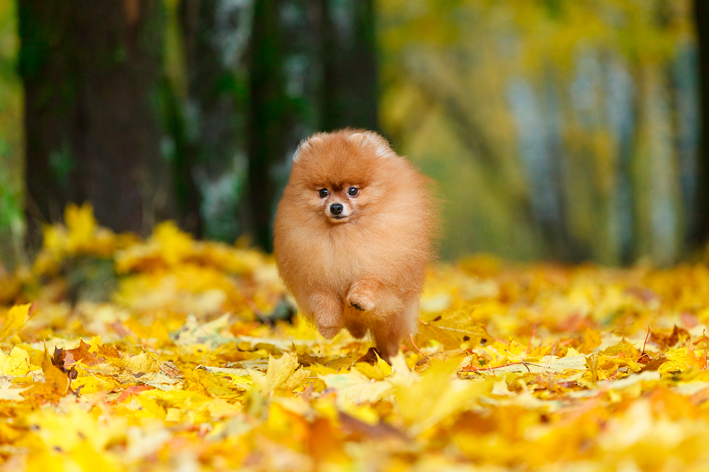 Spitz Aleman Spitz Aleman
