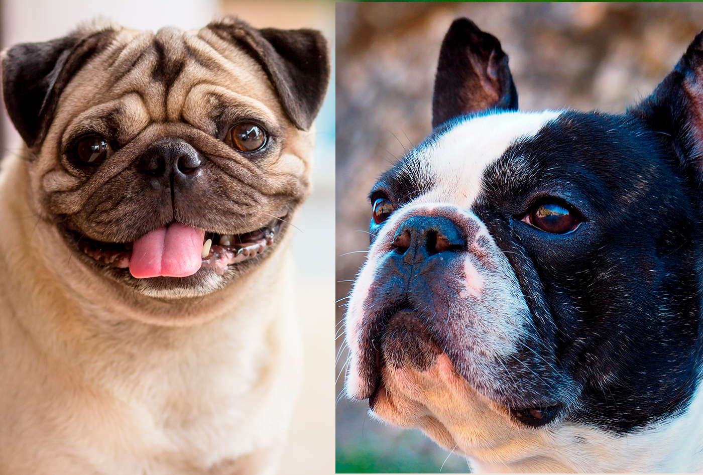 pug y bulldog frances