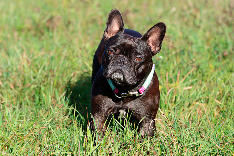 bulldog frances bulldog frances