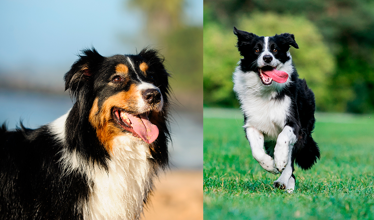 pastor australiano vs border collie