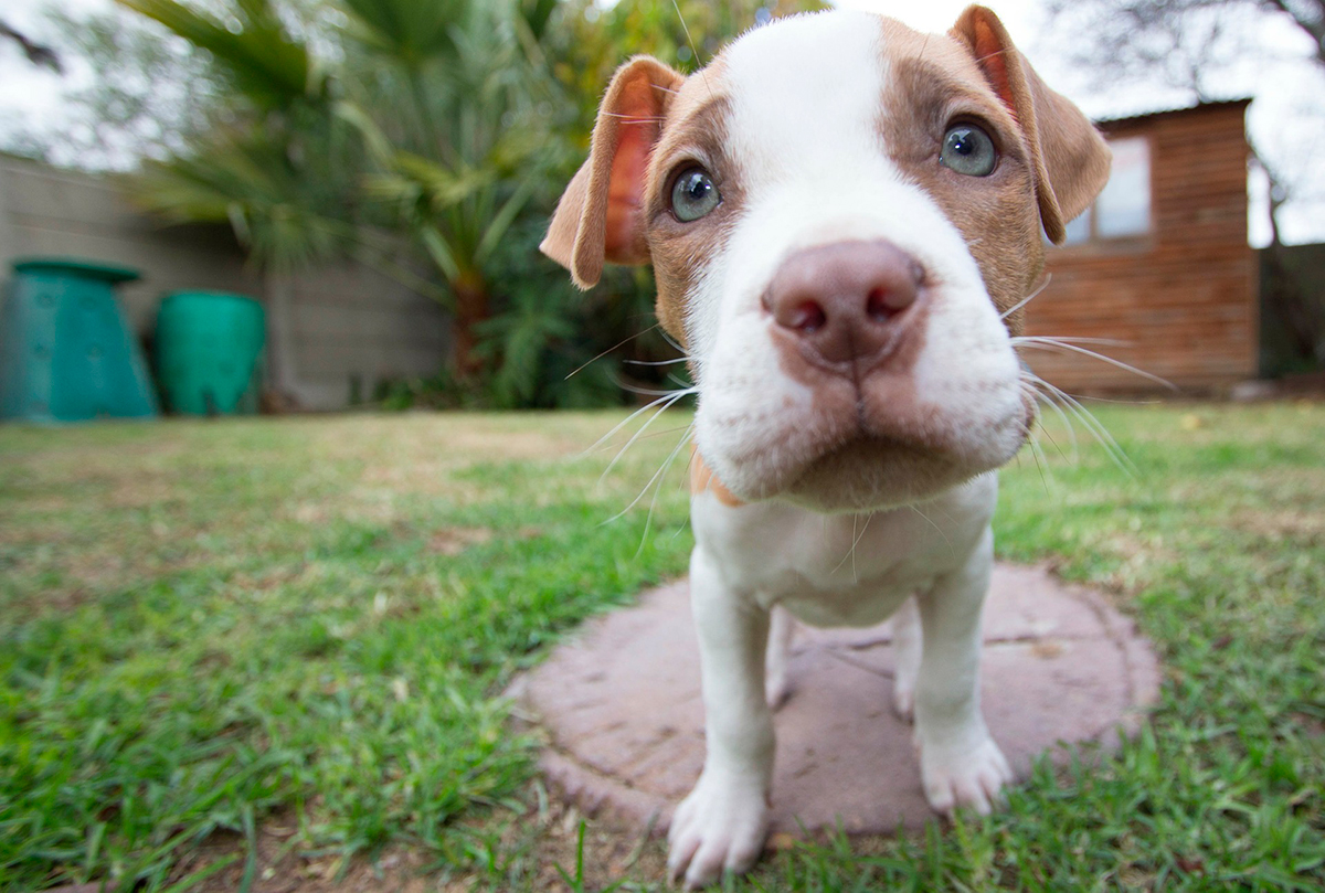 pitbull2 pitbull2