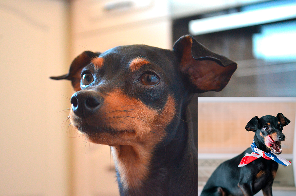 raton de praga vs mini pinscher raton de praga vs mini pinscher