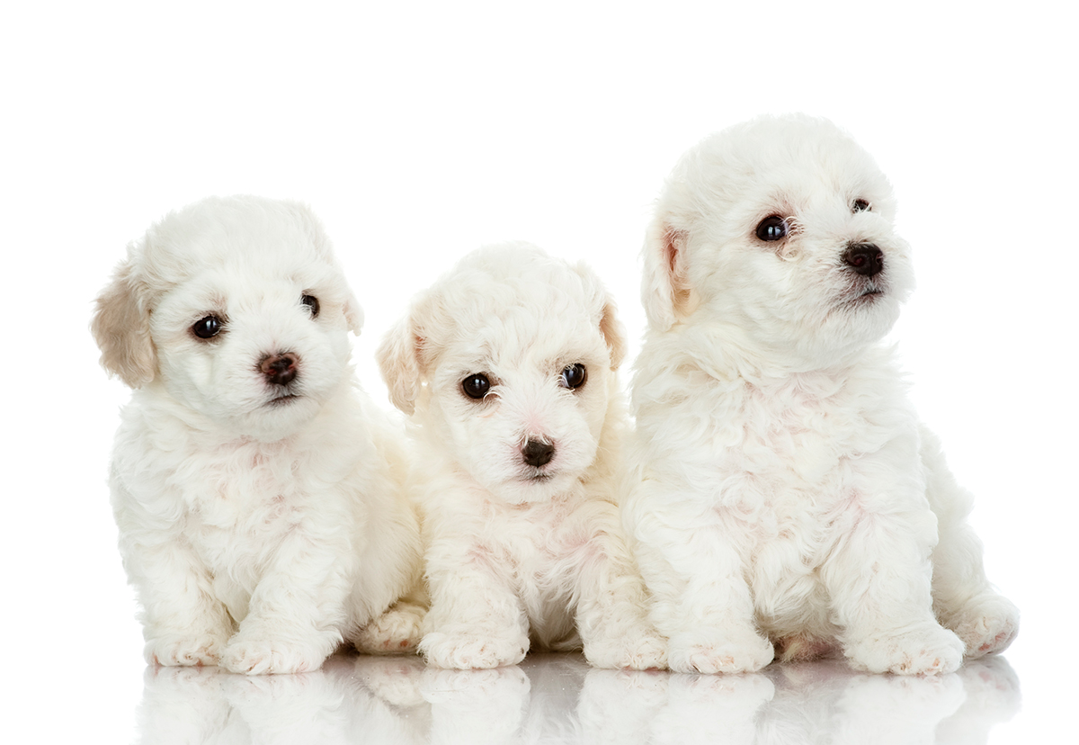 Bichon maltes Bichon maltes