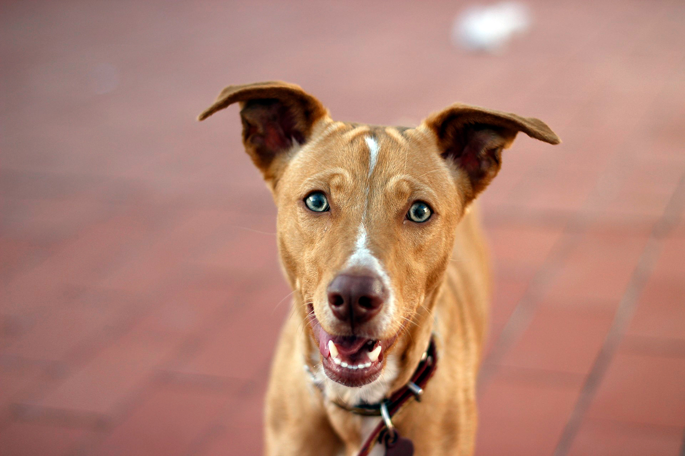 Podenco Iberico