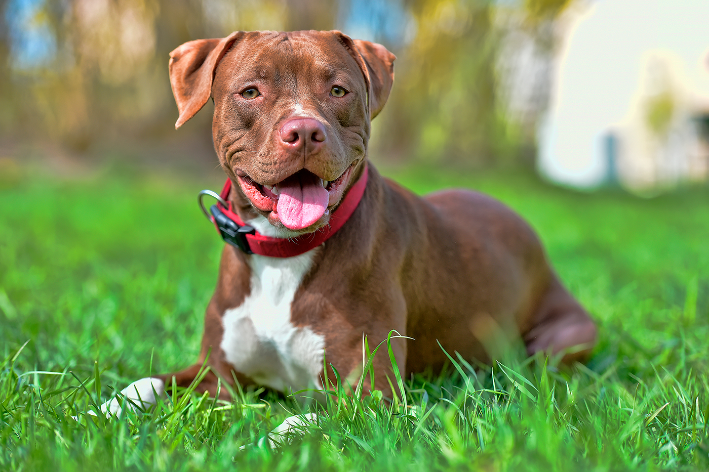 pitbull pitbull