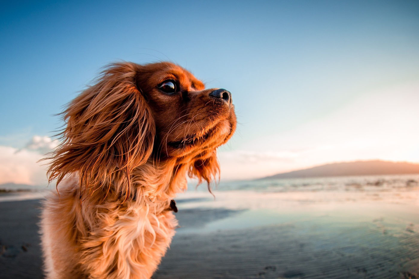 Perro en la playa en verano