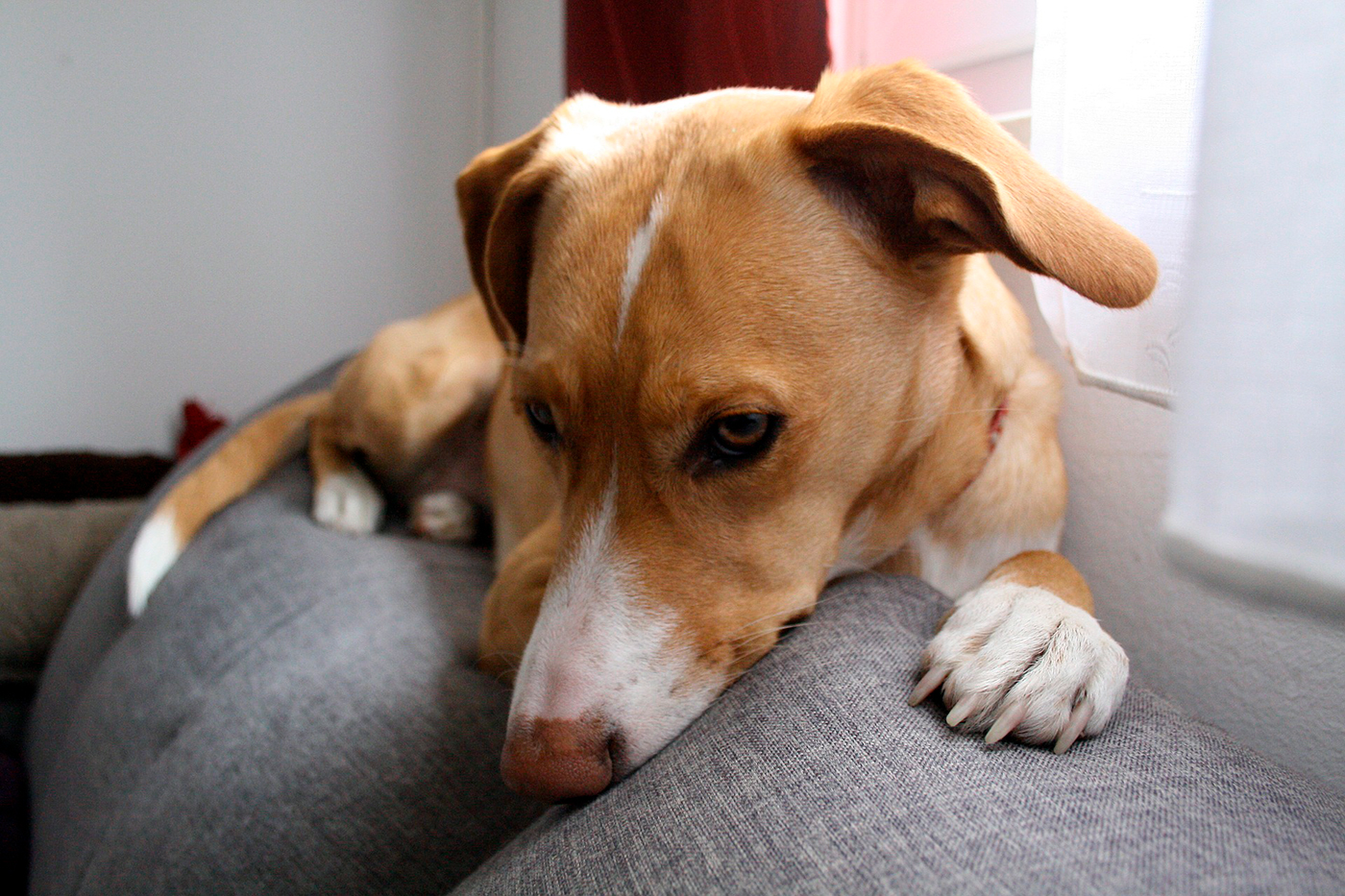 perro con signos de dolor