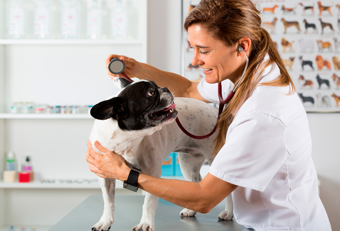 perro en consulta veterinaria