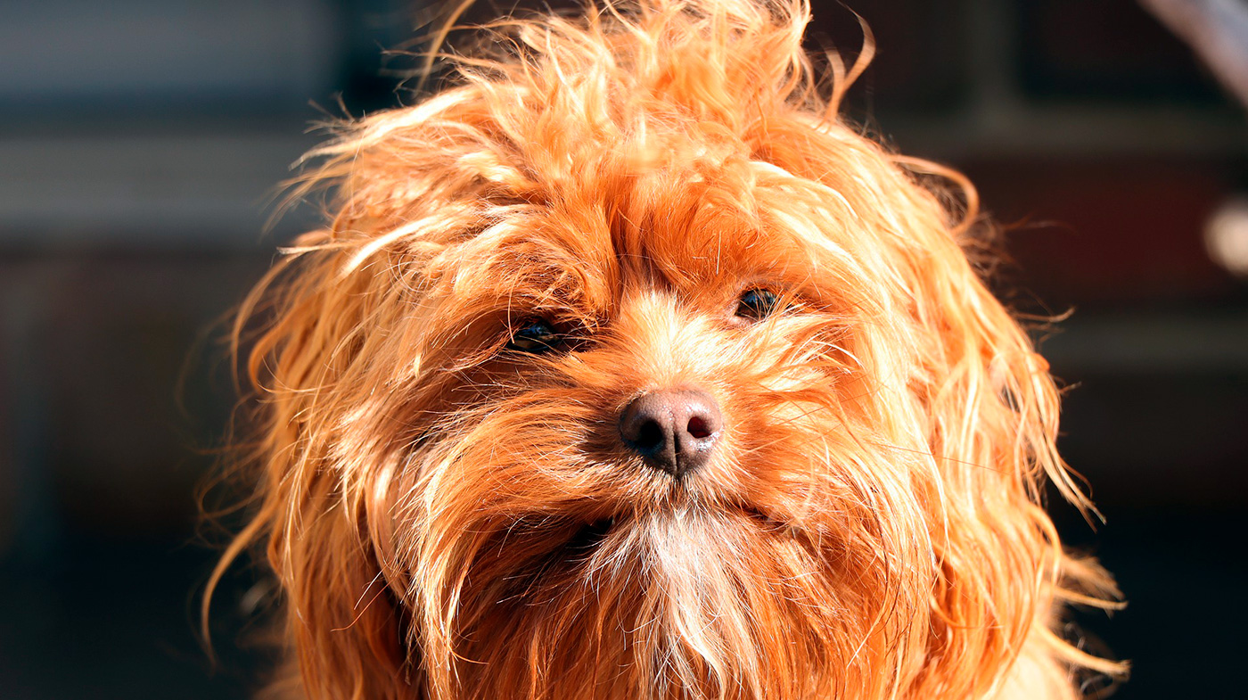 perro muy peludo