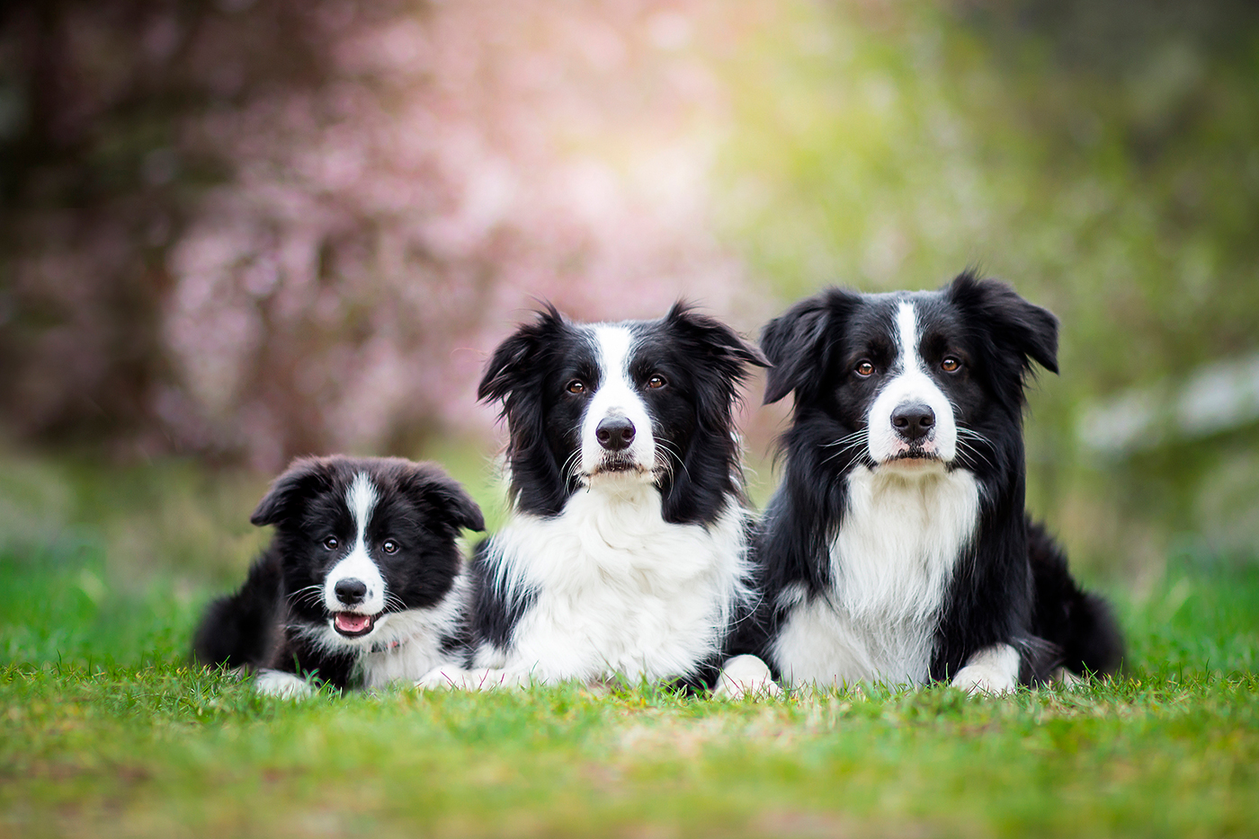 tres border collie de difrentes edades