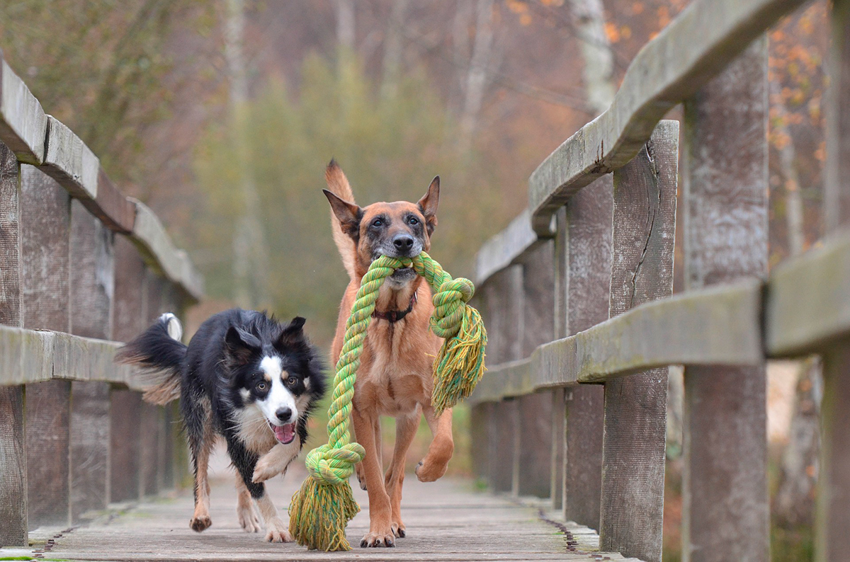 perros jugando