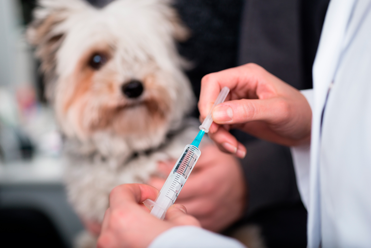 veterinario vacunando a un perro