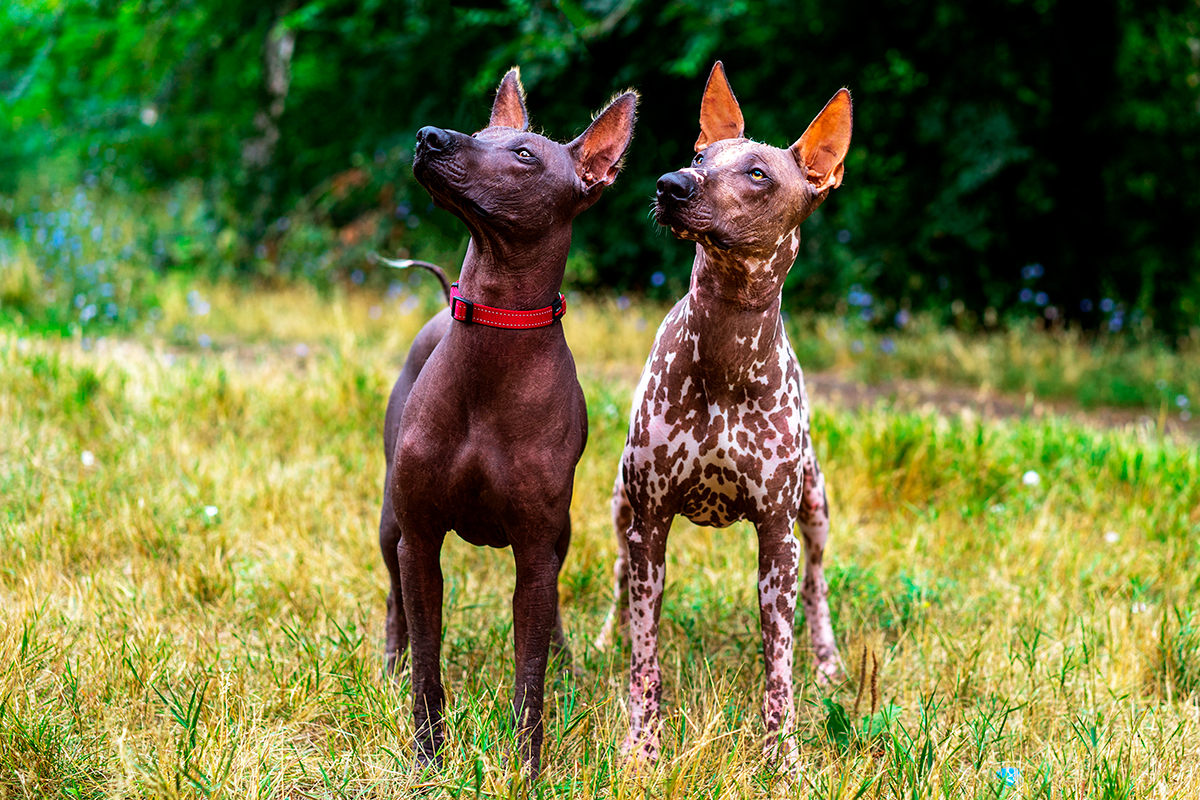 Pareja de perros de raza Xoloitzcuintle Pareja de perros de raza Xoloitzcuintle