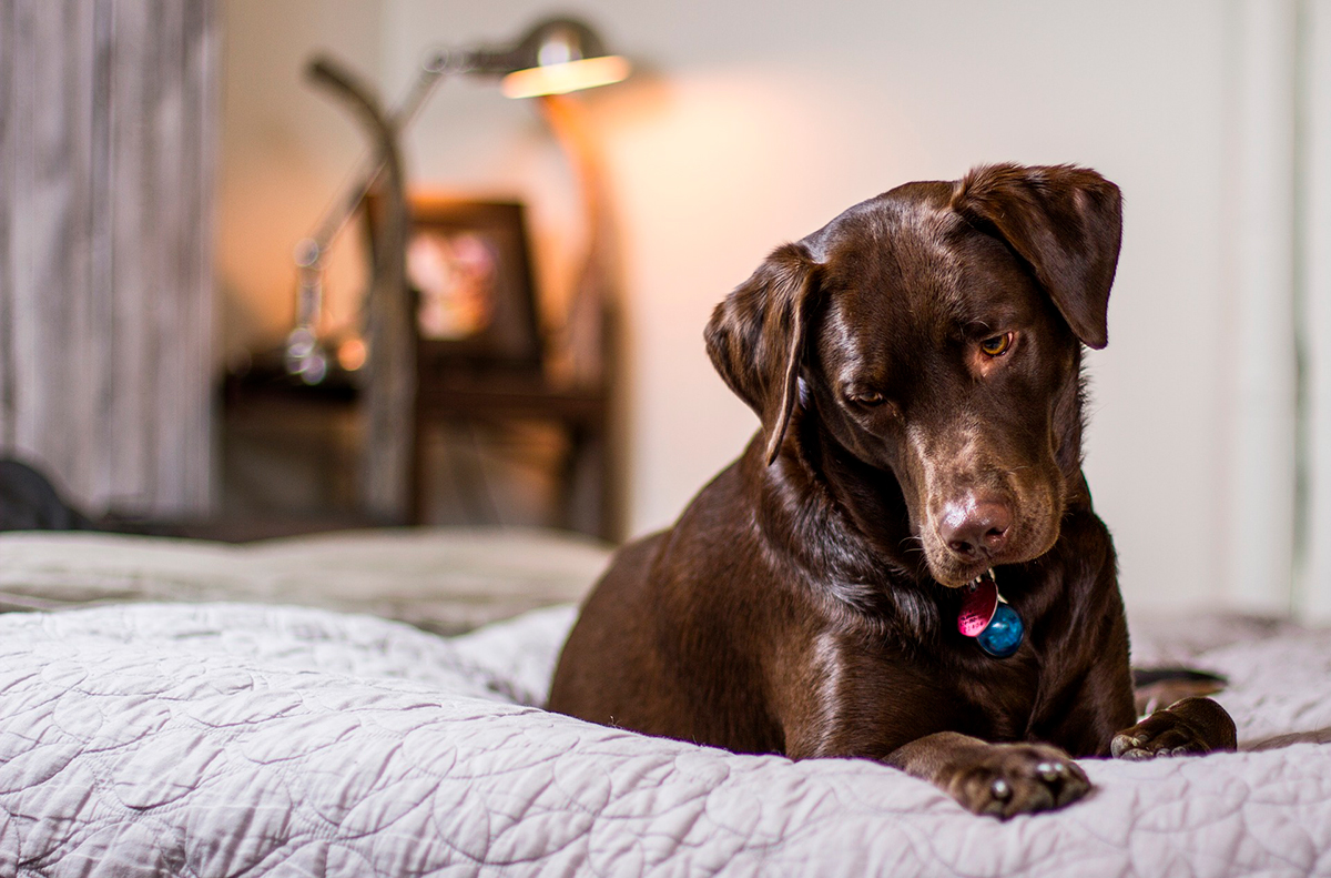 perro tumbado sobre su cama