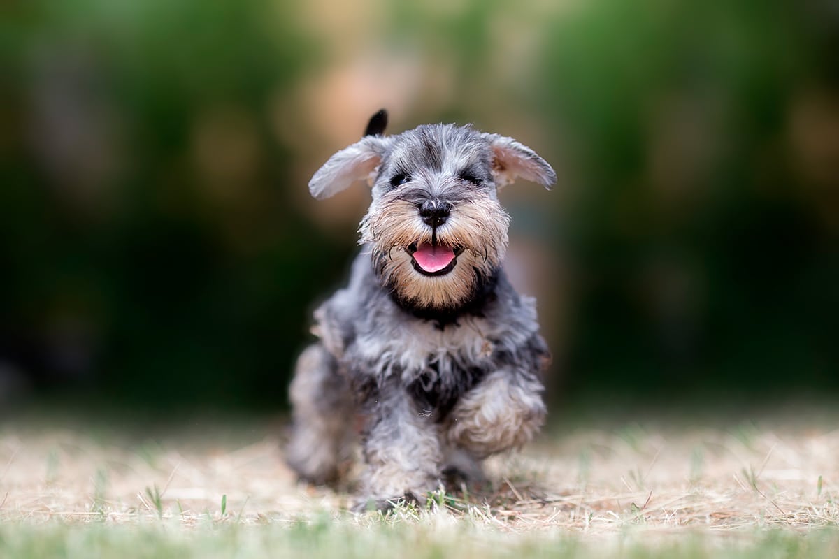 Schnauzer corriendo Schnauzer corriendo
