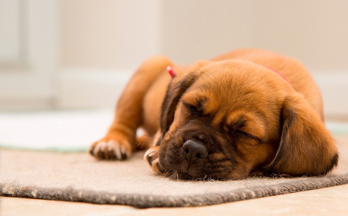 perro dormido