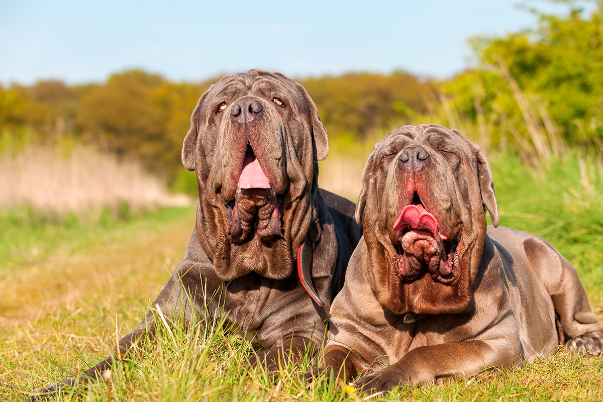 perros de raza Mastin napolitano perros de raza Mastin napolitano