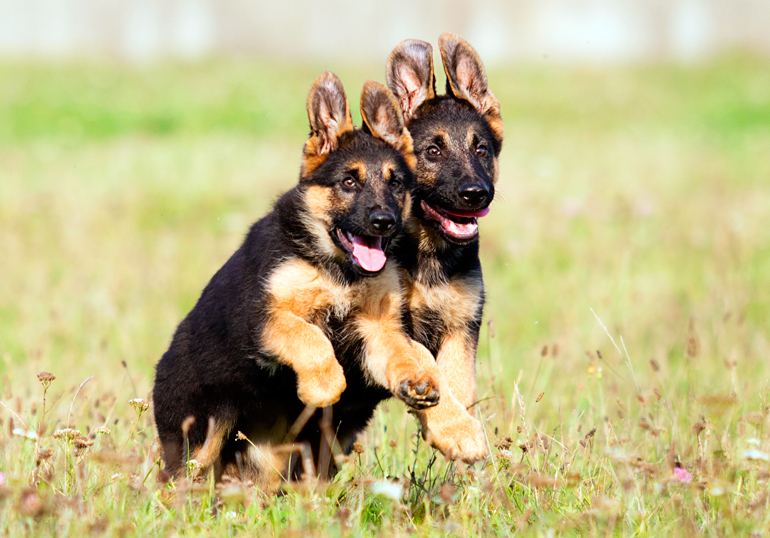 dos cachorros de pastor aleman jugando dos cachorros de pastor aleman jugando