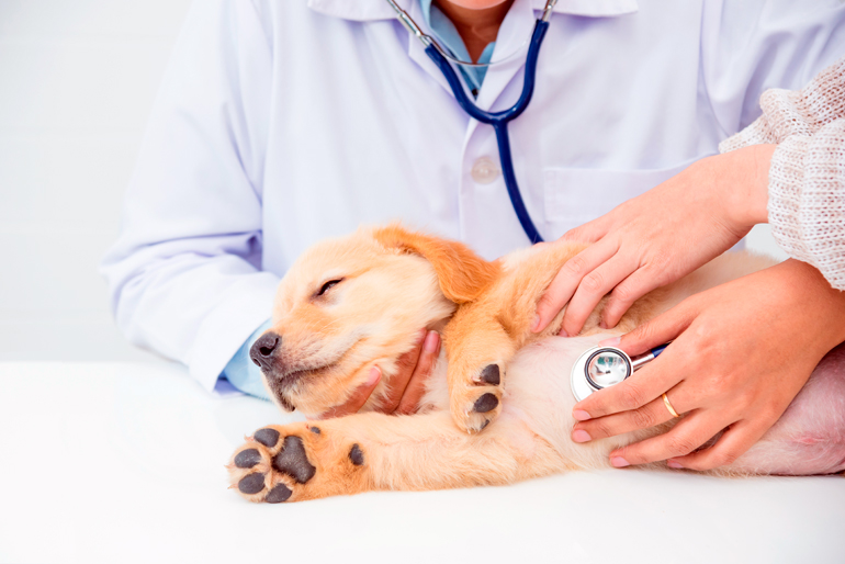 ouscultación de corazón a un perro