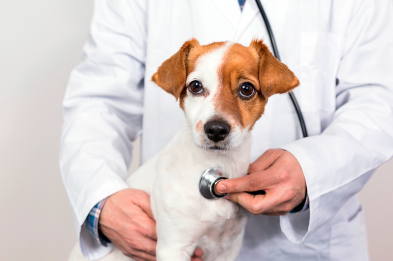 perro con cardiopatia en veterinario