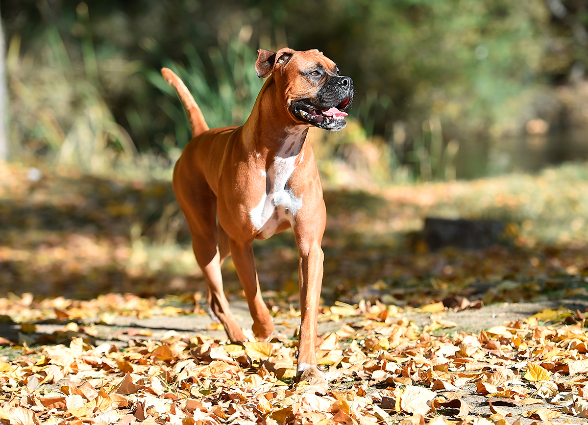 boxer boxer