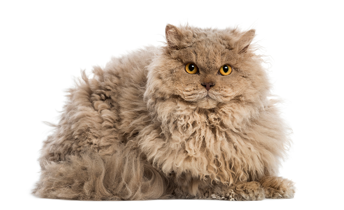 gato Selkirk rex gato Selkirk rex
