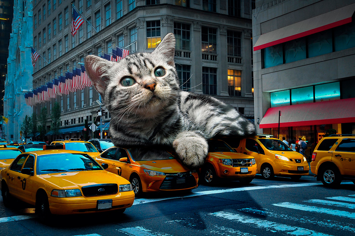 gato gigante