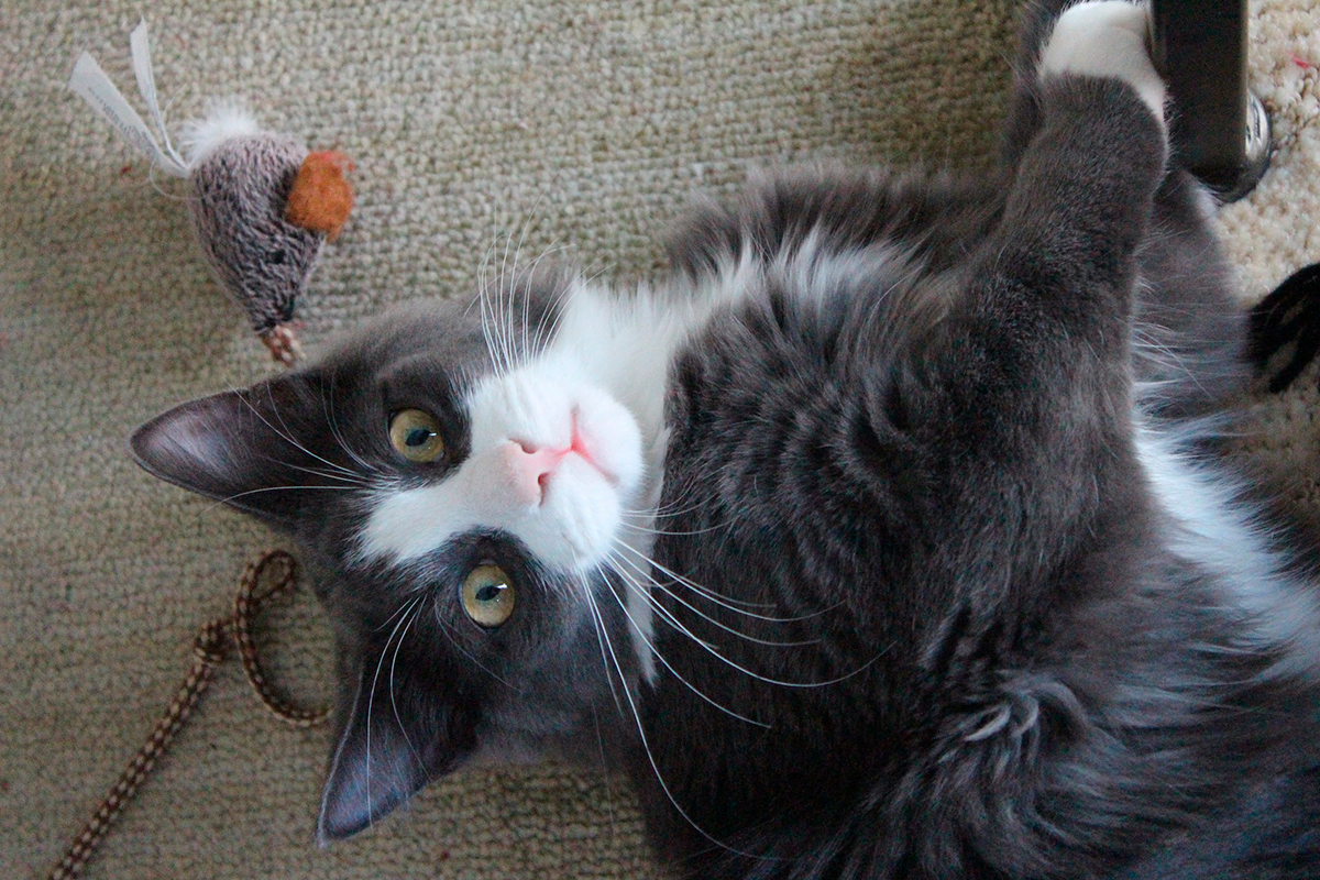gato jugando
