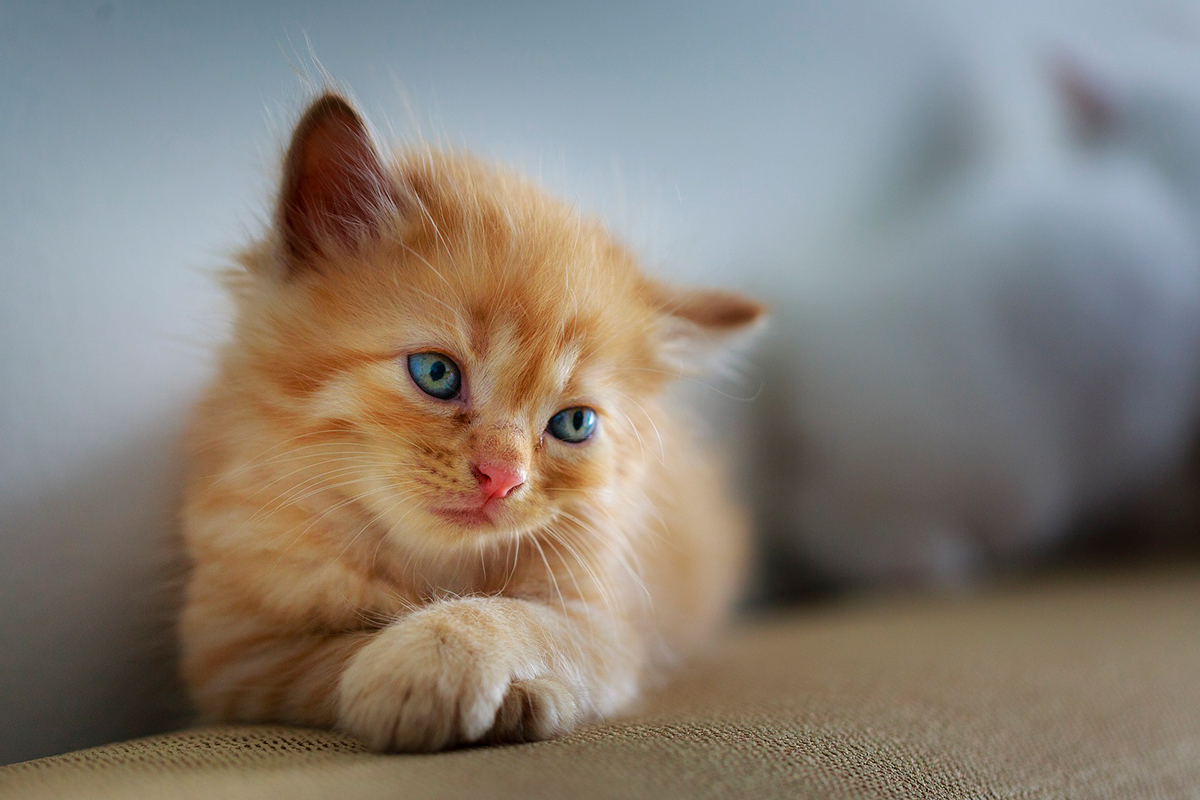 gato pequeno