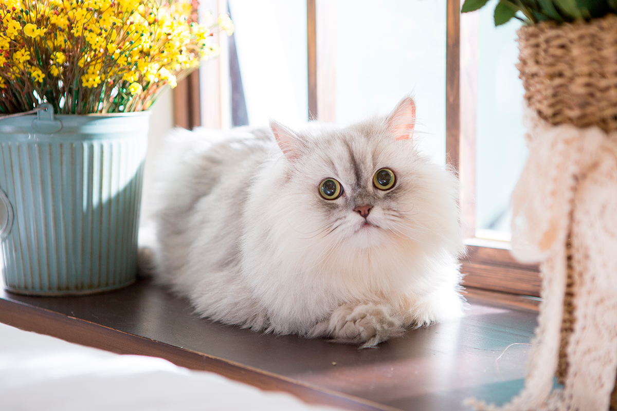 gato persa